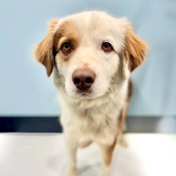Australian Shepherd Dogs Available for Adoption - Hart | PetCurious