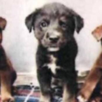 Bull -  Husky and Labrador Retriever Dog for Adoption in Baton Rouge, Louisiana - Bull | PetCurious