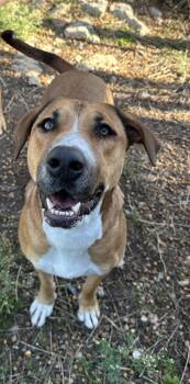 Rescue Coonhound Dogs for Adoption in Spring, Texas - Rosey | PetCurious