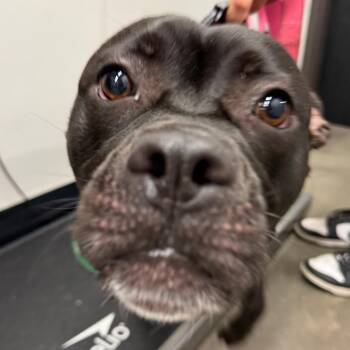 Sadie -  Terrier Dog for Adoption in Tampa, Florida - Sadie | PetCurious