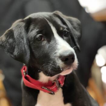 Rescue Coonhound and Border Collie Dogs for Adoption in Richmond, Virginia - Captain America | PetCurious