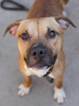 Mixed Breed Dogs Available for Adoption in Chamblee, Georgia - Merchant | PetCurious