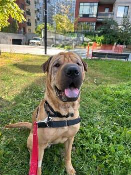 Pilou -  Mixed Breed Dog for Adoption in Montreal, Quebec - Pilou | PetCurious