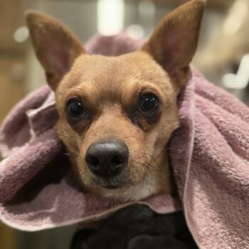 Rescue Chihuahua and Mixed Breed Dogs for Adoption in Rockville, Maryland - Neville | PetCurious