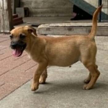 Peach -  Chiweenie and Dachshund Dog for Adoption in Spring, Texas - Peach | PetCurious