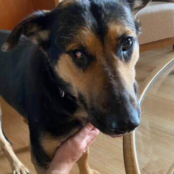 Sugar -  Shepherd and Mixed Breed Dog for Adoption in King City, Ontario - Sugar | PetCurious