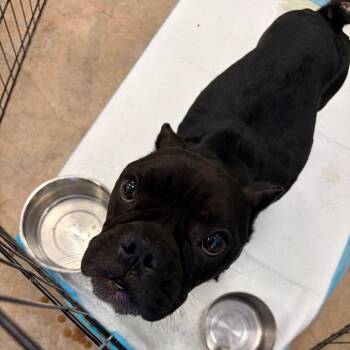 Molly -  Mixed Breed Dog for Adoption in Webster, Texas - Molly | PetCurious