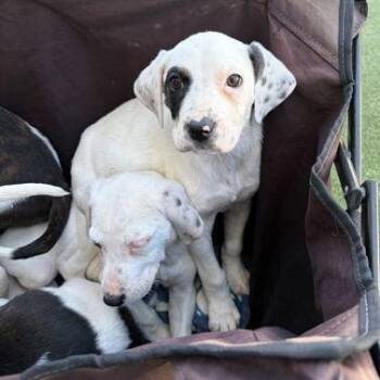 Treeing Walker Coonhound Dogs Available for Adoption - MYRTLE | PetCurious