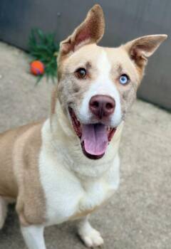 Rachel -  Siberian Husky Dog for Adoption in Chicago, Illinois - Rachel | PetCurious
