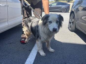 Blue -  Australian Shepherd and Mixed Breed Dog for Adoption in Atlanta, Georgia - Blue | PetCurious