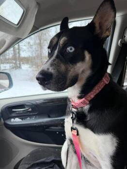 Husky and Shepherd Dogs Available for Adoption - Nova | PetCurious