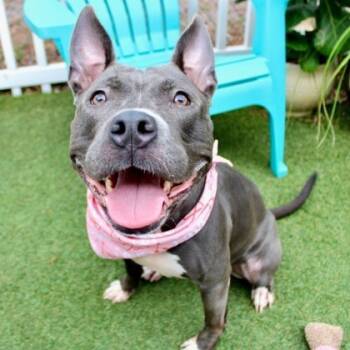 Rescue Terrier and Mixed Breed Dogs for Adoption in Largo, Florida - Jaqi | PetCurious