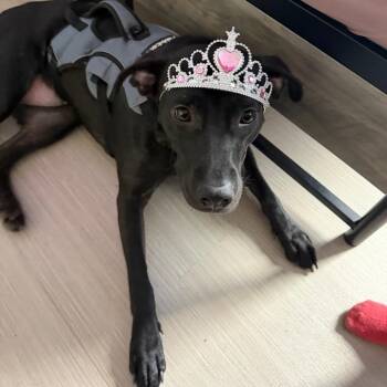 Clover -  Mixed Breed Dog for Adoption in Wantagh, New York - Clover | PetCurious