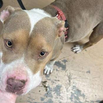 Mixed Breed Dogs Available for Adoption in Gadsden, Alabama - Wonton | PetCurious