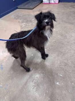 Serrano -  Terrier and Mixed Breed Dog for Adoption in Fort Collins, Colorado - Serrano | PetCurious