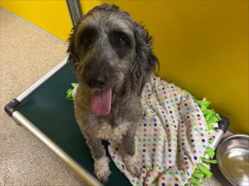 Poodle and Great Pyrenees Dogs Available for Adoption in Ames, Iowa - IZZY | PetCurious