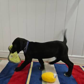 Grover -  Pit Bull Terrier and Black Labrador Retriever Dog for Adoption in Springfield, Missouri - Grover | PetCurious