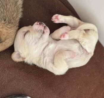 Chiweenie Dogs Available for Adoption - Bagel | PetCurious