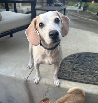 Henry -  Beagle Dog for Adoption - Henry | PetCurious