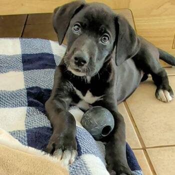 Rescue Great Dane Dogs for Adoption in Tehachapi, California - Josie | PetCurious