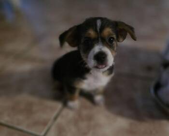 Mia -  Chihuahua and Terrier Dog for Adoption in Virginia Beach, Virginia - Mia | PetCurious