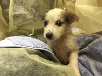 HANK -  Australian Cattle Dog Blue Heeler Dog for Adoption in Thousand Palms, California - HANK | PetCurious