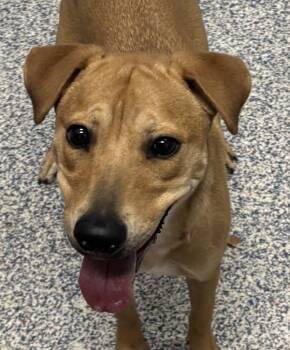 Labrador Retriever Dogs Available for Adoption in Golden, Colorado - Sasha | PetCurious