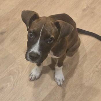 Lanny -  Boxer Dog for Adoption in Houston, Texas - Lanny | PetCurious