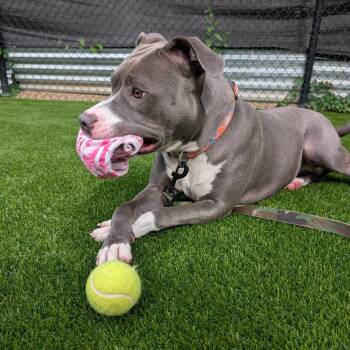 Frozen -  Mixed Breed Dog for Adoption in Pittsburgh, Pennsylvania - Frozen | PetCurious