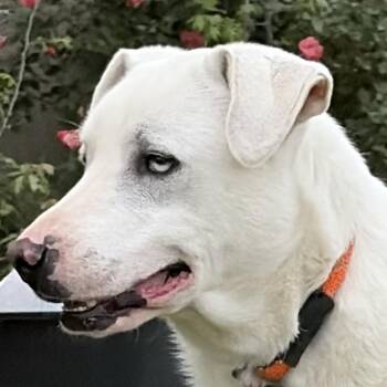 Smitty -  Labrador Retriever and Siberian Husky Dog for Adoption in Ennis, Texas - Smitty | PetCurious