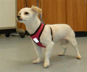 TEEKO -  Papillon Dog for Adoption in San Jose, California - TEEKO | PetCurious