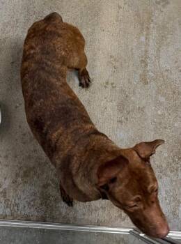 Storri -  Doberman Pinscher and Pit Bull Terrier Dog for Adoption in Greencastle, Indiana - Storri | PetCurious