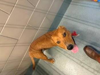 BOB BARKER -  Pit Bull Terrier and Mixed Breed Dog for Adoption in Baytown, Texas - BOB BARKER | PetCurious