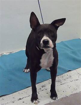 Rescue Staffordshire Bull Terrier and Mixed Breed Dogs for Adoption in Houston, Texas - A2040142 | PetCurious