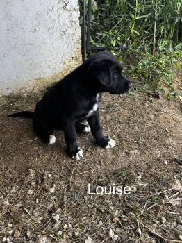 Louise -  German Shepherd Dog and Labrador Retriever Dog for Adoption in Anabel, Missouri - Louise | PetCurious