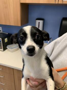 Chihuahua and Mixed Breed Dogs Available for Adoption in San Jose, California - NUTMEG | PetCurious