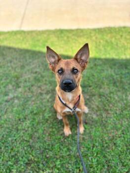 Rescue Shepherd and Mixed Breed Dogs for Adoption in Aiken, South Carolina - Heidi | PetCurious