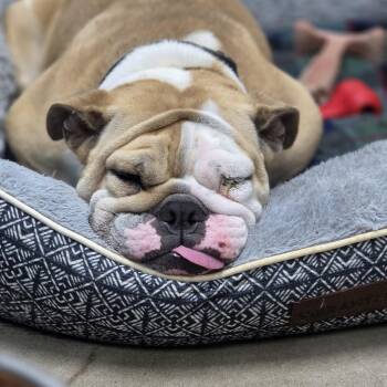 Louise -  Bulldog Dog for Adoption in Neillsville, Wisconsin - Louise | PetCurious