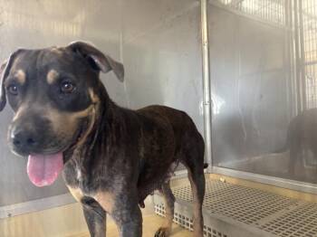 TIA -  American Staffordshire Terrier and Mixed Breed Dog for Adoption in Grand Prairie, Texas - TIA | PetCurious