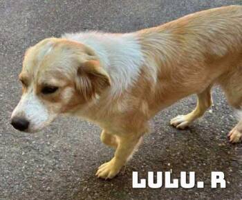 Rescue Great Pyrenees Dogs for Adoption in Dyersburg, Tennessee - Lulu R | PetCurious