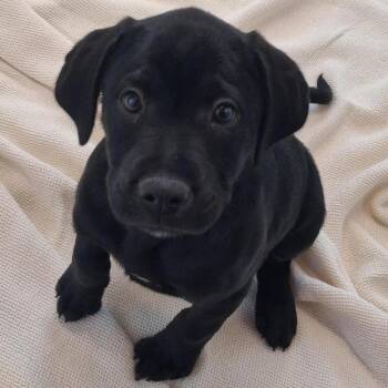 Pointer and Retriever Dogs Available for Adoption - Pooh Bear | PetCurious