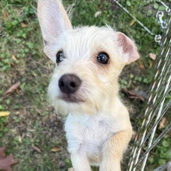 Rescue Shepherd and Terrier Dogs for Adoption in Homer Glen, Illinois - Radar | PetCurious