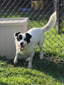 Penguin -  Border Collie and Mixed Breed Dog for Adoption in Conway, South Carolina - Penguin | PetCurious