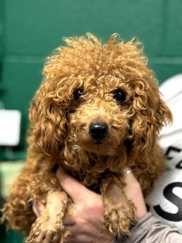 Poodle Dogs Available for Adoption - Campbell | PetCurious