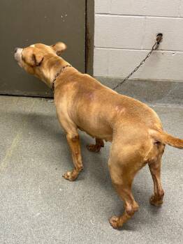 Staffordshire Bull Terrier Dogs Available for Adoption - Macy/Lonnie | PetCurious