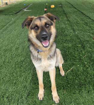Rescue German Shepherd Dog Dogs for Adoption in Moundsville, West Virginia - Moscow | PetCurious