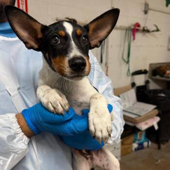Cracker Jack -  Terrier Dog for Adoption in Edinburg, Texas - Cracker Jack | PetCurious