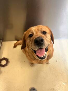 Dennis the Menace -  Labrador Retriever Dog for Adoption in Kalamazoo, Michigan - Dennis The Menace | PetCurious