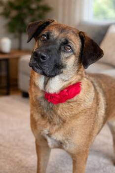 German Shepherd Dog and Labrador Retriever Dogs Available for Adoption - Candy | PetCurious