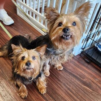 Rescue Yorkshire Terrier Dogs for Adoption in Lewisville, Texas - Bella & Chloe | PetCurious